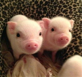 全國驚現首個豬價破 12 省份，羊價走勢或緊隨其后