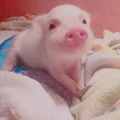 生肖豬與生肖雞 勇往直前，財星高照，驚喜連連