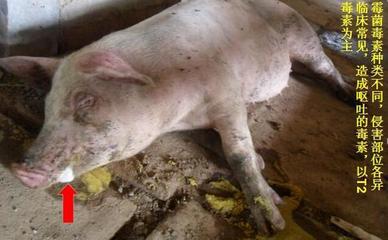 豬嘔吐是怎么回事兒？這5種原因，其中有一個是大麻煩！