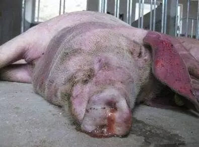 育肥豬與黃牛 警惕三種常見病，守護豐收成果