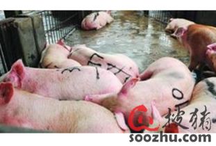 生豬屠宰加工 行業現狀、挑戰與數字化預警的重要性